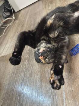 Hazel -  Domestic Short Hair Cat for Adoption - Hazel | PetCurious