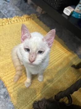 Rescue Siamese and Domestic Medium Hair Cats for Adoption in Dallas, Texas - Jasmine | PetCurious