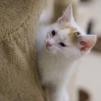 Domestic Medium Hair Cats Available for Adoption in Naperville, Illinois - Barbie | PetCurious