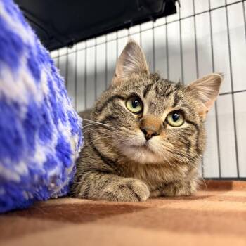 Domestic Short Hair Cats Available for Adoption - Bok Choy | PetCurious