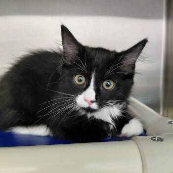 Mittens -  Domestic Medium Hair Cat for Adoption in Philadelphia, Pennsylvania - Mittens | PetCurious