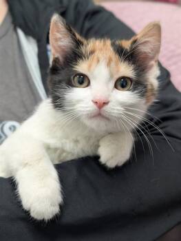 Domestic Short Hair Cats Available for Adoption - GYPSY | PetCurious