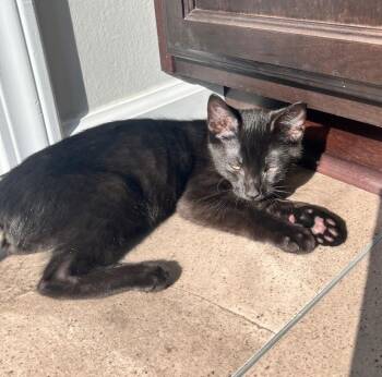 American Shorthair Cats Available for Adoption - Wizard | PetCurious