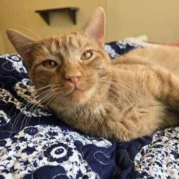 Burt 26-165 -  Domestic Short Hair Cat Available for Adoption in Tawas City, Michigan - Burt 26-165 | PetCurious
