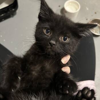 Orion -  Domestic Short Hair Cat for Adoption in Marshall, Virginia - Orion | PetCurious