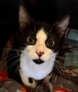 Leader -  Domestic Short Hair Cat for Adoption in Phoenix, Arizona - Leader | PetCurious