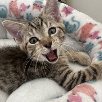 Cornhole -  Domestic Short Hair Cat for Adoption in Richmond, Virginia - Cornhole | PetCurious