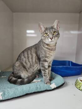 Alejandra -  Domestic Short Hair Cat for Adoption in Corpus Christi, Texas - Alejandra | PetCurious