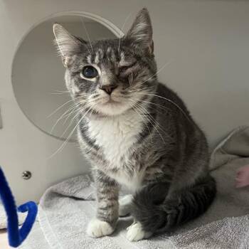 Boots* -  Domestic Short Hair Cat for Adoption in San Gabriel, California - Boots* | PetCurious