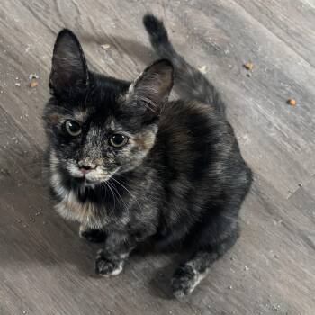 Pepper M -  Tortoiseshell and Domestic Short Hair Cat for Adoption in Antioch, California - Pepper M | PetCurious