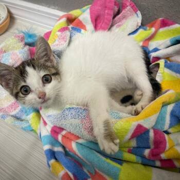 Rescue Domestic Short Hair Cats for Adoption in Warr Acres, Oklahoma - Lucy | PetCurious