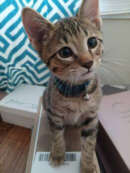 Rescue Domestic Short Hair Cats for Adoption in Oklahoma City, Oklahoma - Phish | PetCurious