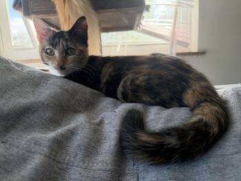 Buffy -  Tortoiseshell Cat for Adoption in Columbus, Ohio - Buffy | PetCurious