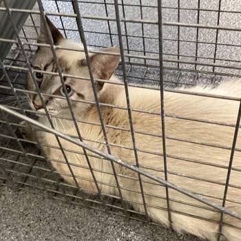 Winter -  Domestic Short Hair Cat for Adoption in Montgomery, Alabama - Winter | PetCurious