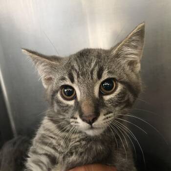 Walt Disney -  Domestic Medium Hair Cat for Adoption in Ojai, California - Walt Disney | PetCurious