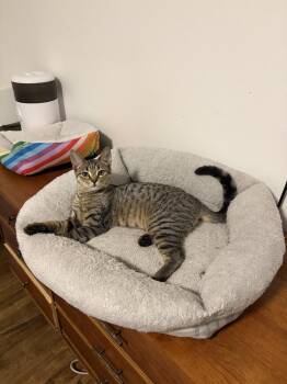 Cooper XIII -  Domestic Short Hair Cat for Adoption in Muskegon, Michigan - Cooper XIII | PetCurious