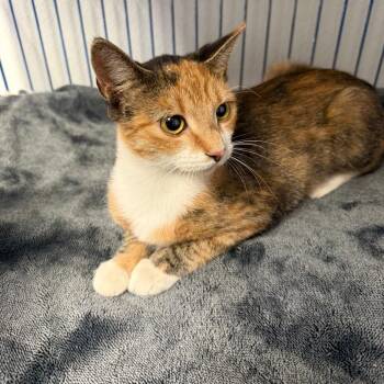 Lydia -  Domestic Short Hair Cat for Adoption in Blairsville, Georgia - Lydia | PetCurious
