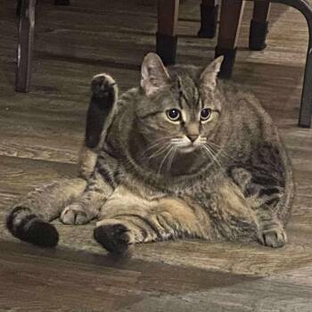 Rescue Domestic Short Hair Cats for Adoption in Winnipeg, Manitoba - Marsha | PetCurious