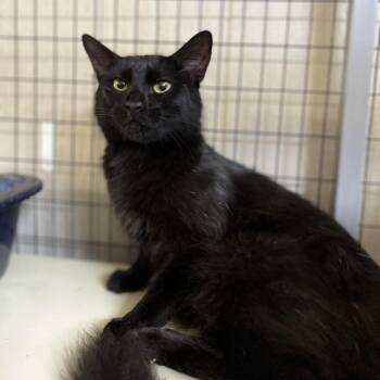 Vega -  Domestic Medium Hair Cat for Adoption in Clarksville, Arkansas - Vega | PetCurious