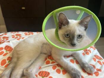 Snowy Egret -  Siamese Cat for Adoption in Austin, Texas - Snowy Egret | PetCurious