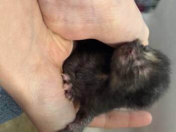 Domestic Short Hair Cats Available for Adoption in Fruit Heights, Utah - Strawberry | PetCurious