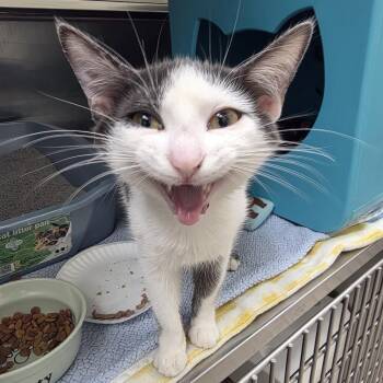 Meg -  Domestic Short Hair Cat for Adoption in Oshkosh, Wisconsin - Meg | PetCurious