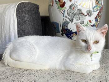 Anastasia -  Domestic Short Hair Cat for Adoption in San Francisco, California - Anastasia | PetCurious