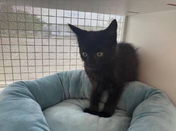 Stencil -  Domestic Long Hair Cat for Adoption in Gorham, Maine - Stencil | PetCurious