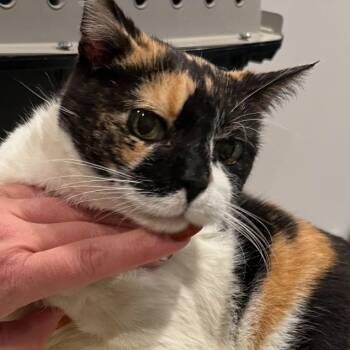 Rescue Domestic Short Hair Cats for Adoption in Hillsboro, Tennessee - Patsy Kline | PetCurious