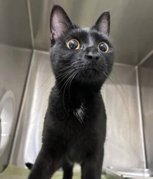 Raven -  Domestic Short Hair Cat for Adoption in Cincinnati, Ohio - Raven | PetCurious