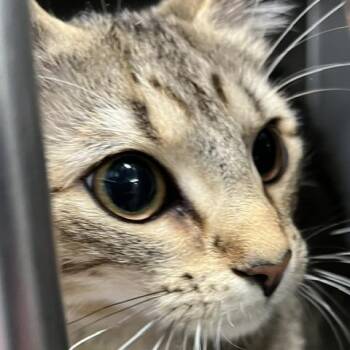 Layla -  Domestic Short Hair Cat for Adoption in Baltimore, Maryland - Layla | PetCurious