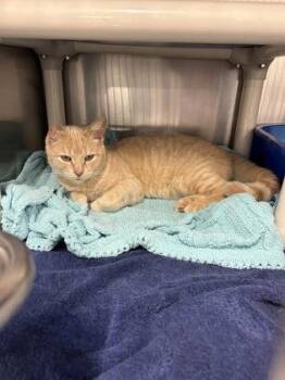 Domestic Short Hair Cats Available for Adoption in Annapolis, Maryland - Angely | PetCurious