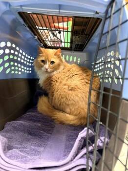 Domestic Long Hair and Domestic Short Hair Cats Available for Adoption in Kansas City, Missouri - Tucker | PetCurious