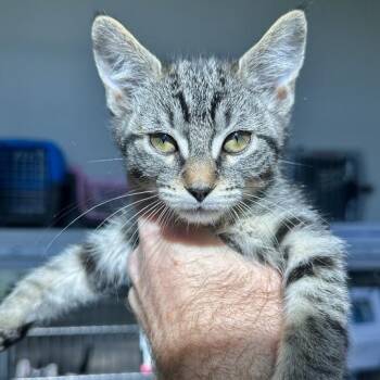 Chocolate Cream -  Domestic Short Hair Cat Available for Adoption in Matteson, Illinois - Chocolate Cream | PetCurious