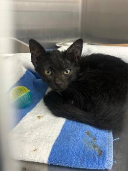 Destiny -  Domestic Short Hair Cat for Adoption in Hartsville, South Carolina - Destiny | PetCurious