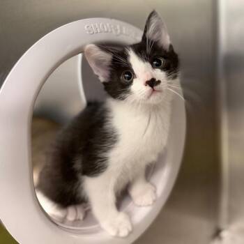 Domestic Short Hair Cats Available for Adoption in Marshall, Virginia - Orion | PetCurious