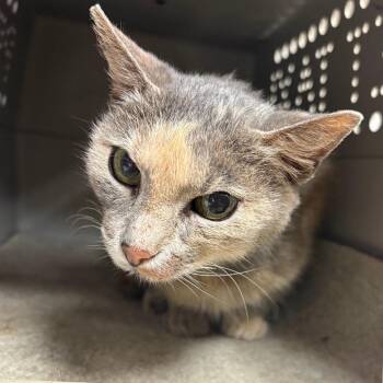 Patches - 081112U -  Domestic Short Hair Cat for Adoption in Tupelo, Mississippi - Patches - 081112U | PetCurious