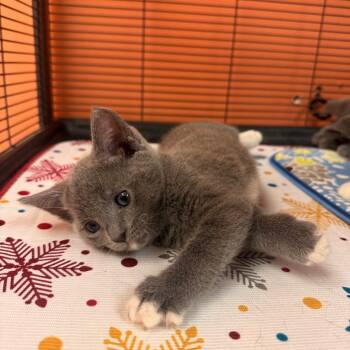 Rescue Domestic Medium Hair Cats for Adoption in St. Louis, Missouri - Winter Solstice | PetCurious
