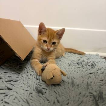 Pan -  Domestic Short Hair Cat for Adoption in Durham, North Carolina - Pan | PetCurious
