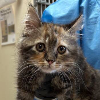 Annabelle - In foster! -  Domestic Long Hair Cat for Adoption in Flagstaff, Arizona - Annabelle - In Foster! | PetCurious