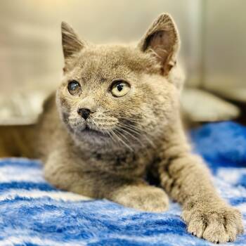 Domestic Short Hair Cats Available for Adoption in Jackson Township, New Jersey - Pewee  | PetCurious