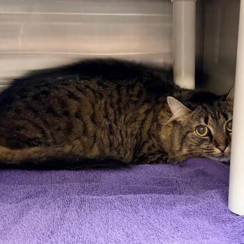 Khloe -  Domestic Long Hair Cat for Adoption in Indianapolis, Indiana - Khloe | PetCurious