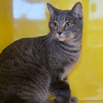 Domestic Short Hair Cats Available for Adoption - Duchess | PetCurious