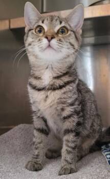 Sajama -  Domestic Short Hair Cat for Adoption in Fort Lupton, Colorado - Sajama | PetCurious