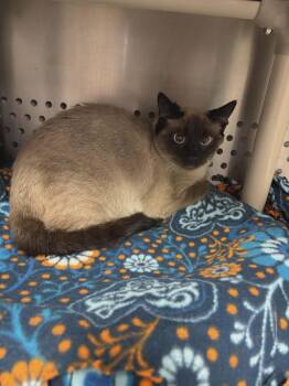 Siamese and Domestic Short Hair Cats Available for Adoption - Akila | PetCurious