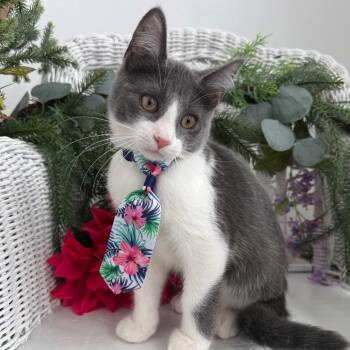 Jack Jellington Shell 56440 -  Domestic Short Hair Cat for Adoption in Eaton Rapids, Michigan - Jack Jellington Shell 56440 | PetCurious