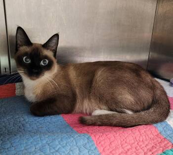 Ferrero -  Siamese Cat for Adoption in Siloam Springs, Arkansas - Ferrero | PetCurious