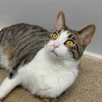 Domestic Short Hair Cats Available for Adoption - Burt | PetCurious