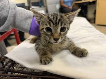 MELODY -  Domestic Short Hair Cat Available for Adoption in Doral, Florida - MELODY | PetCurious