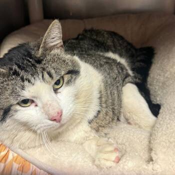 Domestic Short Hair Cats Available for Adoption - Big Bee | PetCurious